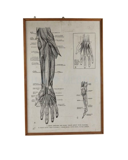 Primate Forearm Poster 75x110